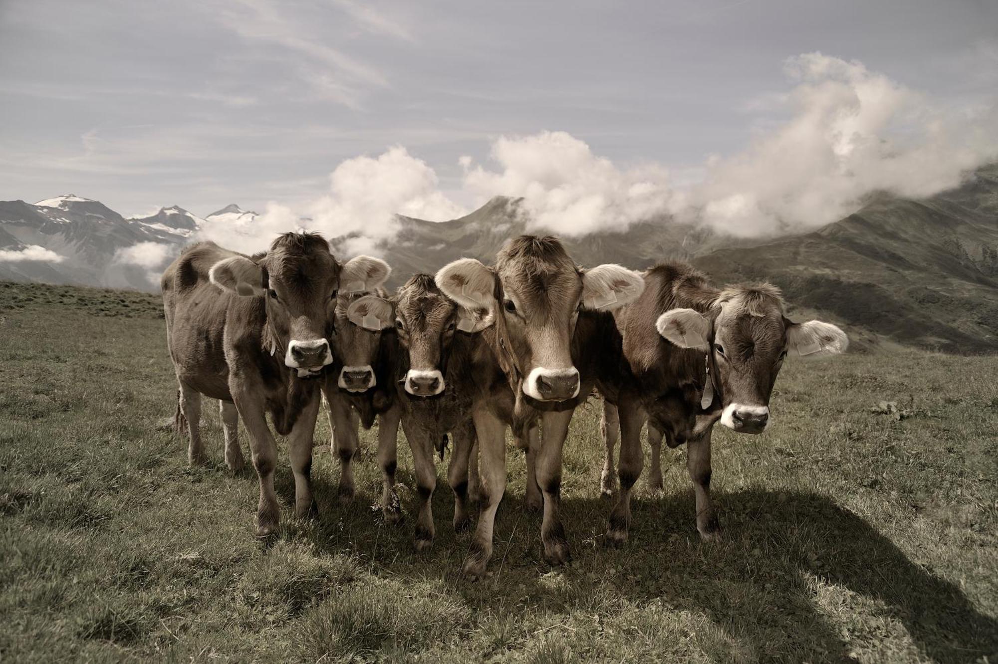 Appartements Alma Mayrhofen Dış mekan fotoğraf
